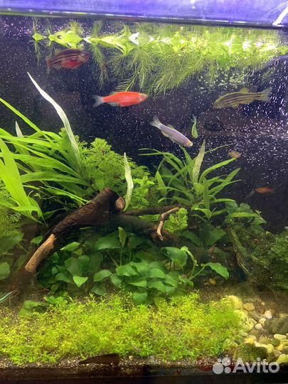 Аквариум
