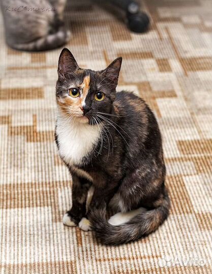 Трехцветная кошка