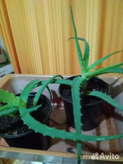 Алоэ (столетник, лечебный), традесканция