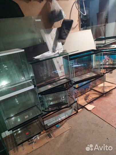 Паук птицеед