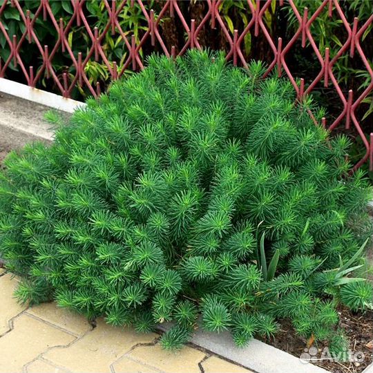 Молочай кипарисовый