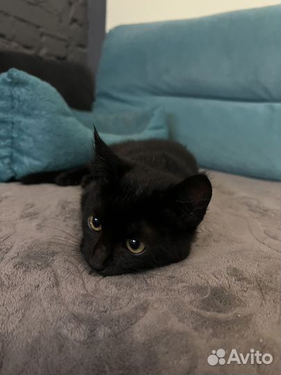 Котята в добрые руки даром