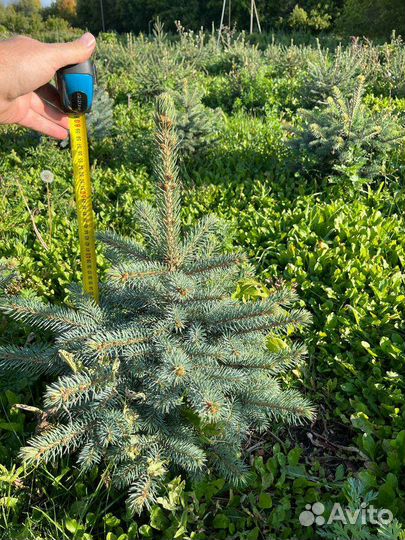 Ель голубая глаука