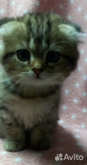 Милые пушистики