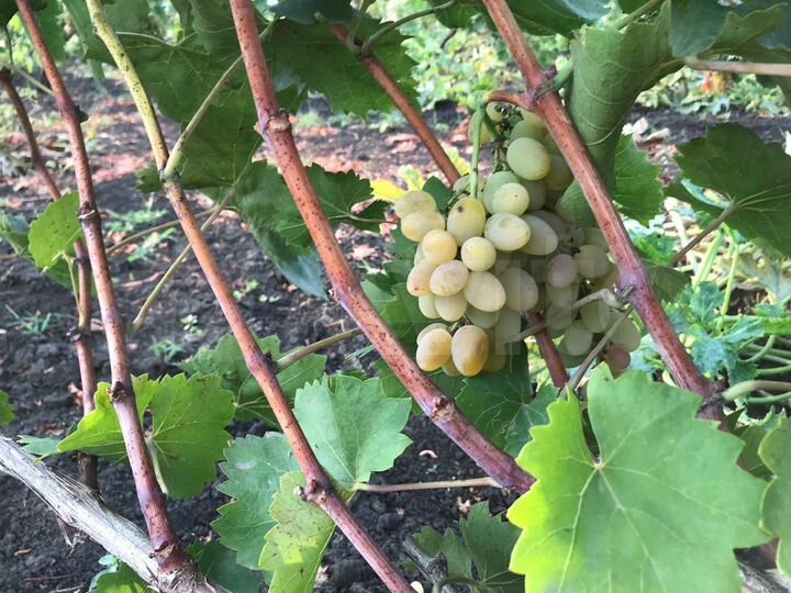 Участок 100 сот. (ИЖС)