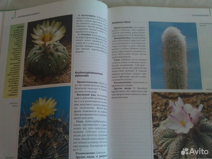 Э. Манке. Кактусы. Для цветоводов