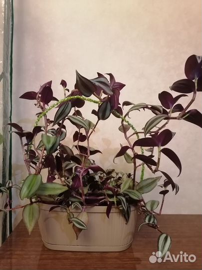 Традесканция