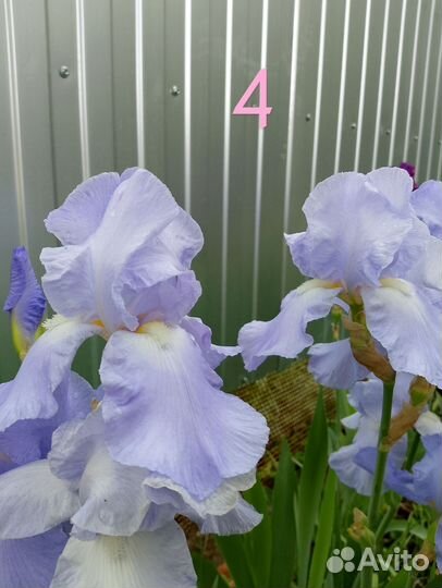 Ирисы
