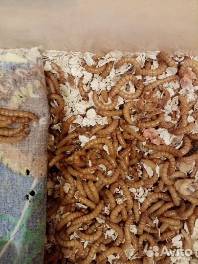 Мучной червь (живой корм)