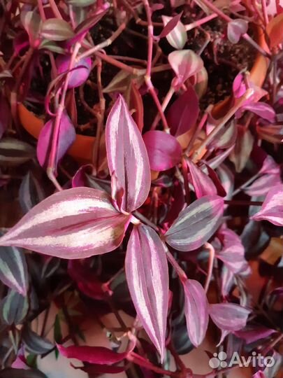 Эписсия,традесканция, королевская герань