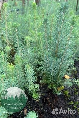 Сеянцы зкс Сосна Ель Лиственница окс Голуб Горн