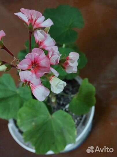 Герань пеларгония