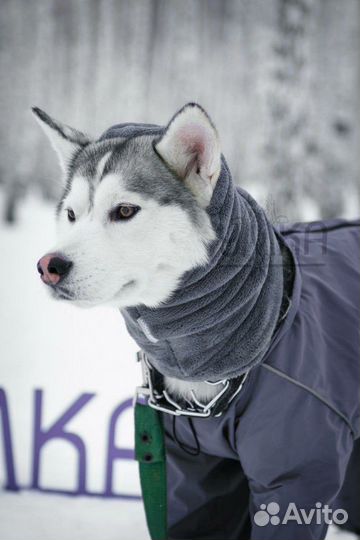 Одежда на грязь и снег для собак