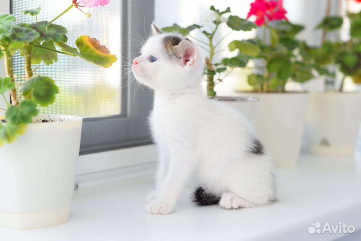 Котёнок в добрые руки