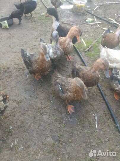 Утки башкирские