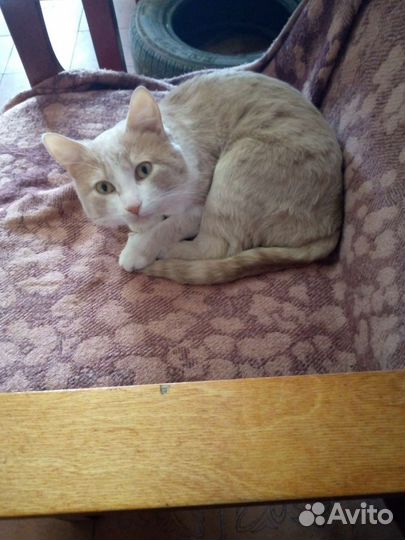 Кот в добрые руки