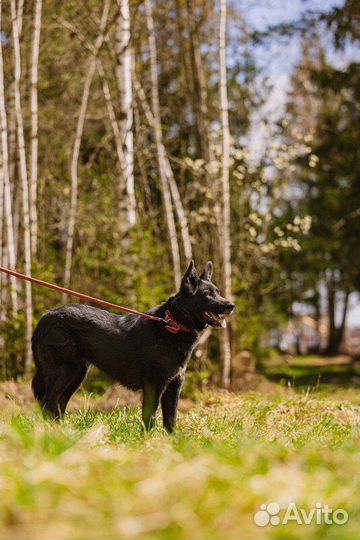 Ненецкая оленегонная лайка Эльза в добрые руки