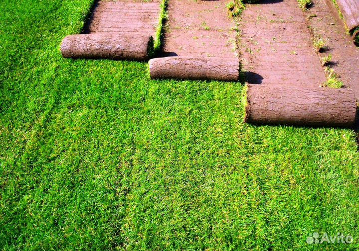 Рулонный газон - газон с укладкой