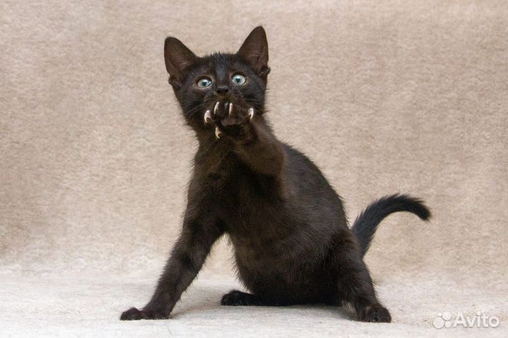 Черный котенок мальчик в дар