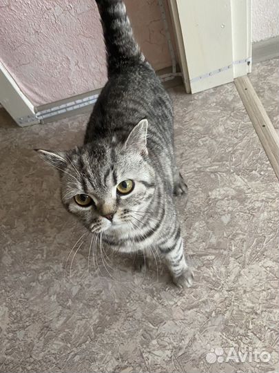 Шотладская кошка