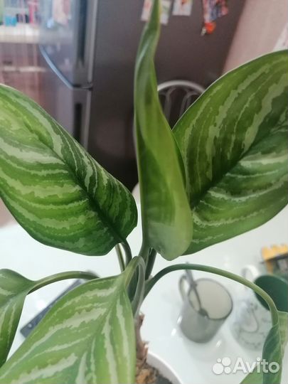 Спатифиллум