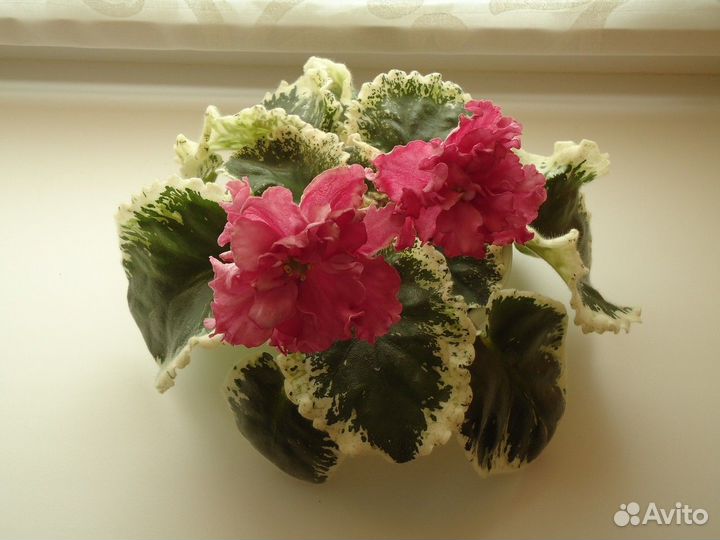 Сортовые фиалки