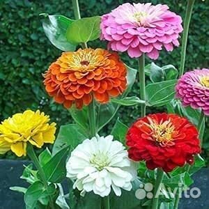 Рассада астры, летних георгинов, цинии