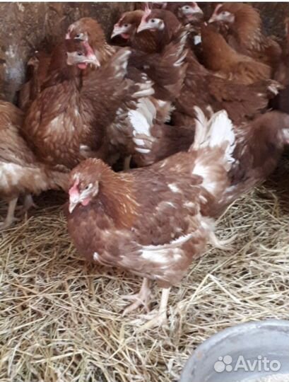 Куры несушки