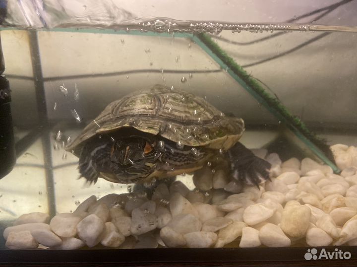 Красноухая черепаха с аквариумом
