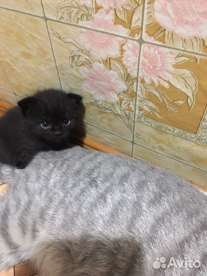 Скоттиш фолд котята