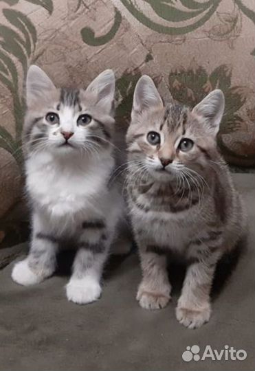 Кошки в добрые руки бесплатно