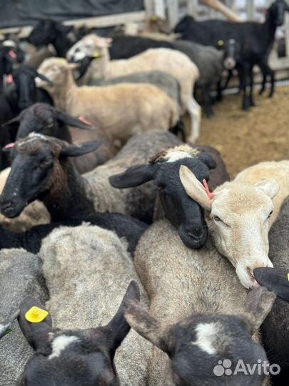 Овцы бараны