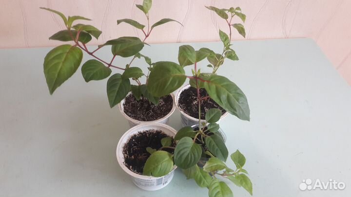 Подросшие черенки фуксий