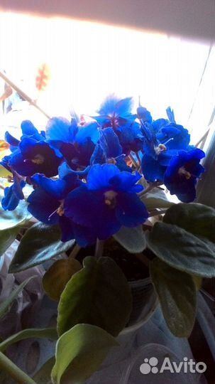 Листики фиалок