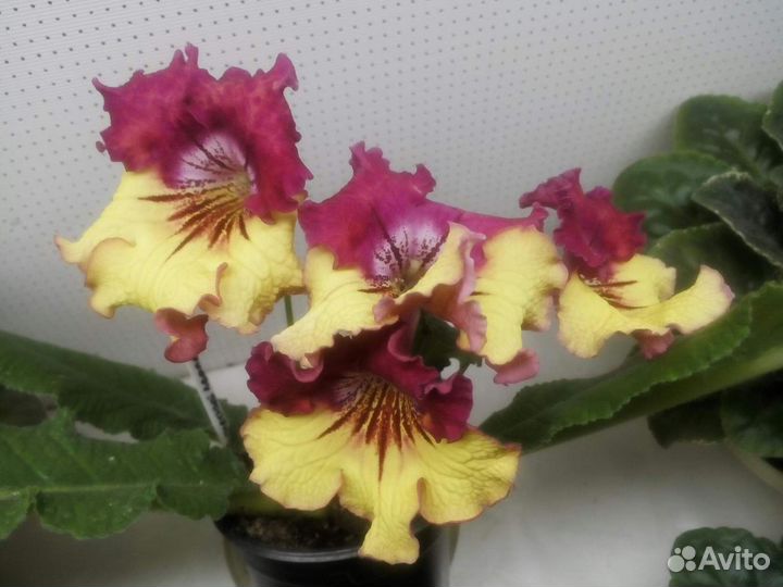 Стрептокарпусы