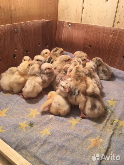 Мясо цыплят бройлера