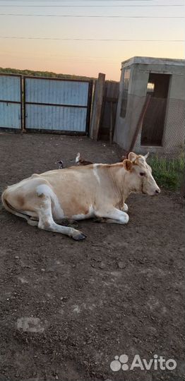 Продаются две тёлочки