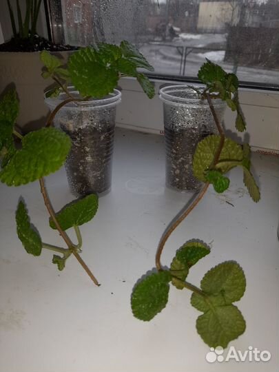 Комнатные цветы