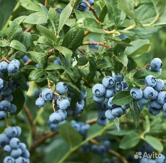 Ягода голубика самая сладкая домашняя садовая