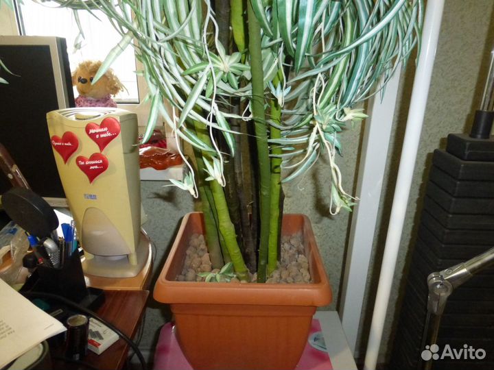 Драцена искусственная