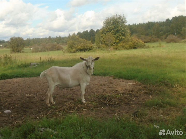 Козел для вязки