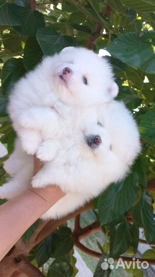 Малышата для резерва