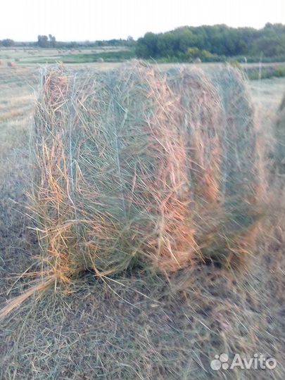 Сено в рулонах 2023г