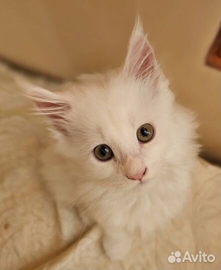 Котенок Мейн-кун Девочка