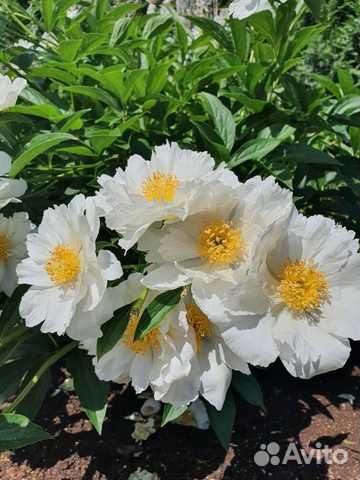 Пионы корни