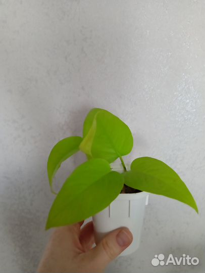 Сциндапсус неон