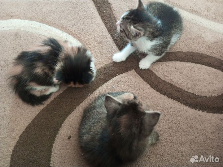 Котенок в дар бесплатно