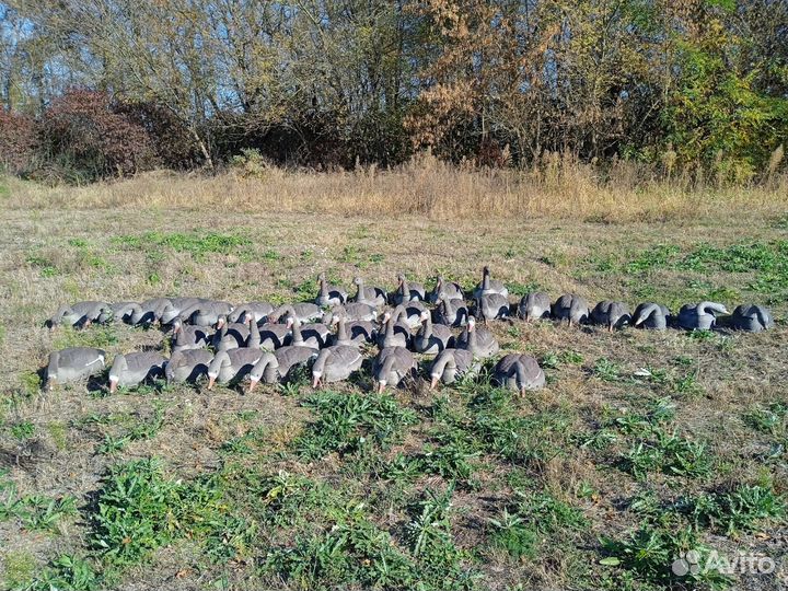 Чучело для охоты. Гуси, Профиля, Ворона, Чапля