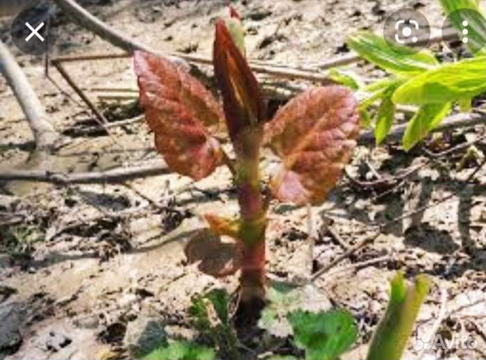 Сибирский бамбук саженцы