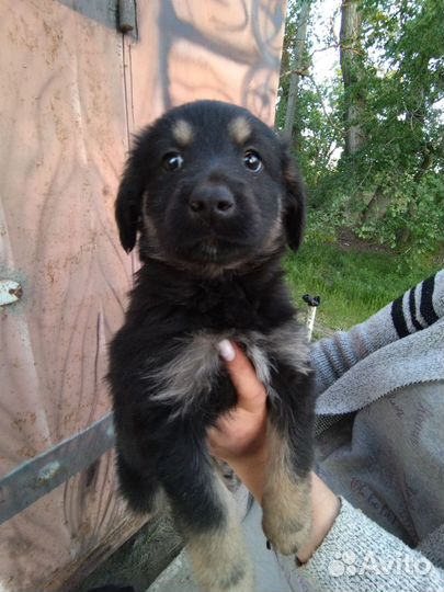 Щенки дворняжки